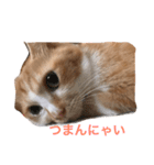 ひとことスタンプにゃ（個別スタンプ：1）