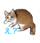 ひとことスタンプにゃ（個別スタンプ：4）