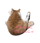 ひとことスタンプにゃ（個別スタンプ：5）
