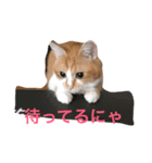 ひとことスタンプにゃ（個別スタンプ：7）