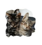 cool cats 2（個別スタンプ：4）