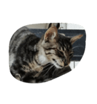 cool cats 2（個別スタンプ：6）