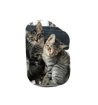 cool cats 2（個別スタンプ：7）