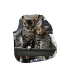 cool cats 2（個別スタンプ：9）