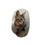 cool cats 2（個別スタンプ：13）