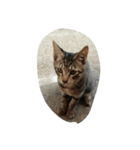 cool cats 2（個別スタンプ：15）