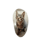 cool cats 2（個別スタンプ：16）