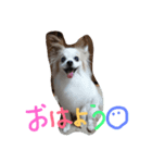 Meru1（個別スタンプ：1）