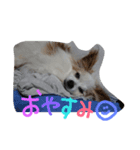 Meru1（個別スタンプ：2）