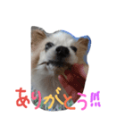 Meru1（個別スタンプ：3）