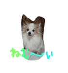 Meru1（個別スタンプ：5）