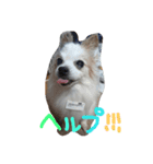 Meru1（個別スタンプ：8）