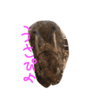 癒しウサギ（個別スタンプ：1）