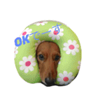 私の犬 1（個別スタンプ：1）