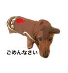 私の犬 1（個別スタンプ：2）