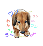 私の犬 1（個別スタンプ：3）
