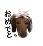 私の犬 1（個別スタンプ：6）