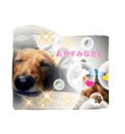 私の犬 1（個別スタンプ：8）