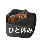 私の犬 1（個別スタンプ：9）