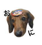 私の犬 1（個別スタンプ：10）