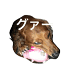 私の犬 1（個別スタンプ：12）