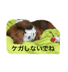 私の犬 1（個別スタンプ：14）