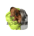 私の犬 1（個別スタンプ：15）