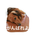 私の犬 1（個別スタンプ：16）