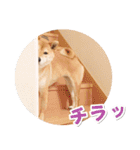 柴犬マロたん（個別スタンプ：23）