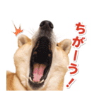 柴犬マロたん（個別スタンプ：25）