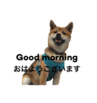柴犬 ひろし 挨拶（個別スタンプ：2）