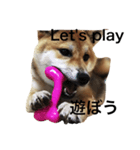 柴犬 ひろし 挨拶（個別スタンプ：3）