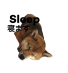 柴犬 ひろし 挨拶（個別スタンプ：4）
