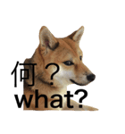 柴犬 ひろし 挨拶（個別スタンプ：5）