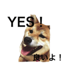 柴犬 ひろし 挨拶（個別スタンプ：7）