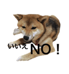 柴犬 ひろし 挨拶（個別スタンプ：8）