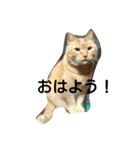 angee cats（個別スタンプ：1）