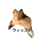 angee cats（個別スタンプ：2）