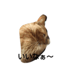 angee cats（個別スタンプ：3）