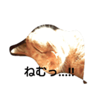 angee cats（個別スタンプ：4）