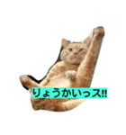 angee cats（個別スタンプ：6）