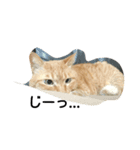 angee cats（個別スタンプ：7）