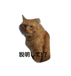 angee cats（個別スタンプ：8）