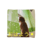 トイプードルTETO（個別スタンプ：2）
