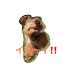 トイプードルTETO（個別スタンプ：4）
