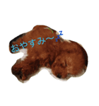 トイプードルTETO（個別スタンプ：7）