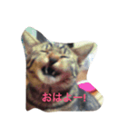Cat's ugly（個別スタンプ：1）