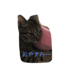 Cat's ugly（個別スタンプ：2）