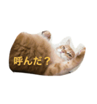 Cat's ugly（個別スタンプ：5）