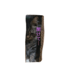 Cat's ugly（個別スタンプ：6）